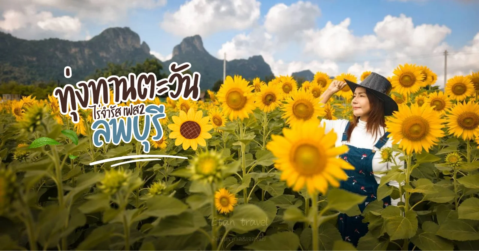 🌻ทุ่งทานตะวัน ไร่จำรัส เฟส 2 จังหวัดลพบุรี 🌻 บานสะพรั่งแล้ว!